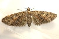 Eupithecia abbreviata