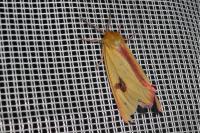 Diacrisia sannio