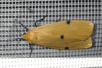 Lithosia quadra