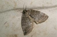 Ochropacha duplaris