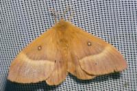 Lasiocampa quercus quercus