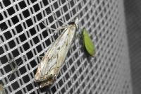 Catoptria falsella