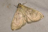Patania ruralis