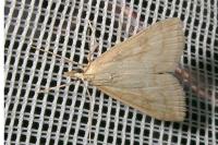 Udea lutealis