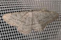 Yezognophos serotinaria serotinoides