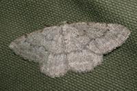 Charissa ambiguata ambiguata
