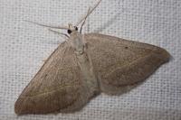 Scotopteryx mucronata