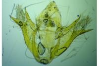 Scotopteryx mucronata