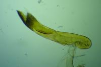 Scotopteryx mucronata