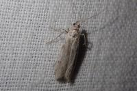 Phycitodes binaevella