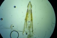 Phycitodes binaevella