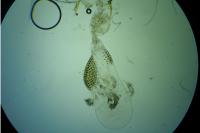 Phycitodes binaevella