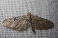 Eupithecia pusillata