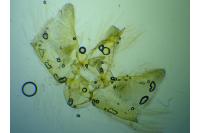 Eupithecia pusillata