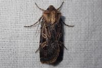 Chersotis oreina