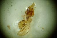 Chersotis oreina