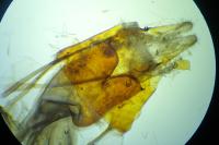 Chersotis oreina