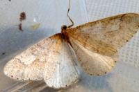 Phigaliohybernia marginaria