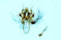 Nycteola columbana