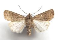 Hoplodrina ambigua