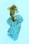 Hoplodrina ambigua