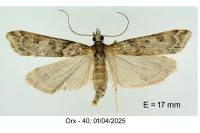 Eudonia angustea