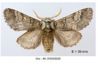 Drymonia ruficornis