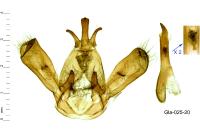 Drymonia ruficornis