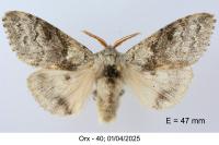Calliteara pudibunda