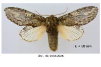 Peridea anceps