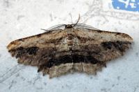 Menophra abruptaria