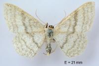 Idaea subsericeata