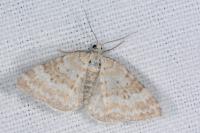 Perizoma albulata