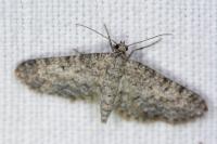 Eupithecia graphata