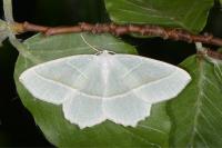 Campaea margaritaria