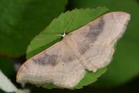 Idaea degeneraria