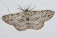 Hypomecis punctinalis
