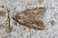 Chesias isabella