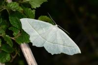 Campaea margaritaria