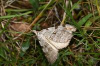 Aplocera efformata/plagiata