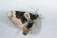 Cosmorhoe ocellata