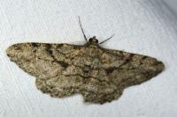 Peribatodes rhomboidaria rhomboidaria