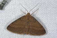 Scopula rubiginata