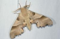 Marumba quercus