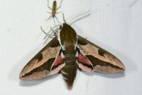 Hyles euphorbiae