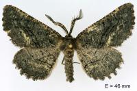 Nychiodes notarioi