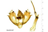Nychiodes notarioi