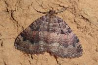 Triphosa dubitata