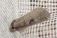 Stilbia faillae