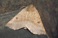 Crocallis dardoinaria